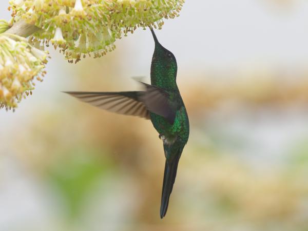 Violetkapbosnimf (Thalurania glaucopis)